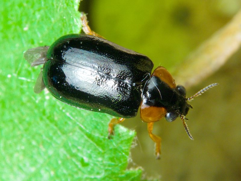 Smaragdina aurita (Linnaeus, 1767)